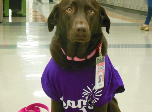 Formar Arrowhead service dog Abby volunteered at Arrowhead for over five years and because of her frequency at the school, she even had her own staff ID badge.