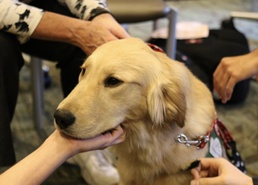 Therapy dogs for finals week 